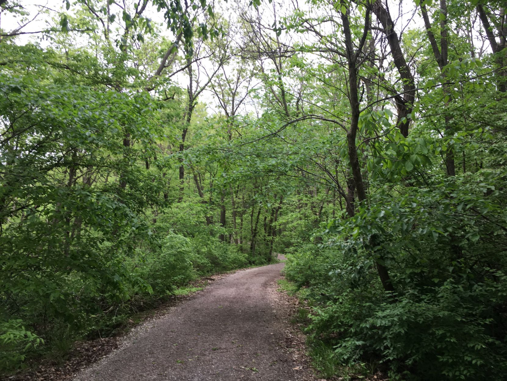 Rhett's Run